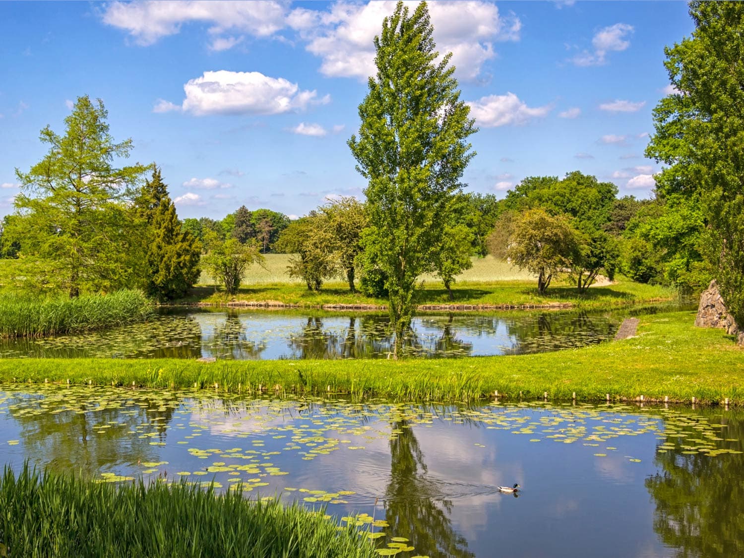 schöne sonnige Aufnahme eines Baumes der sich einem Seerosenteich im Gartenreich Dessau-Wörlitz spiegelt