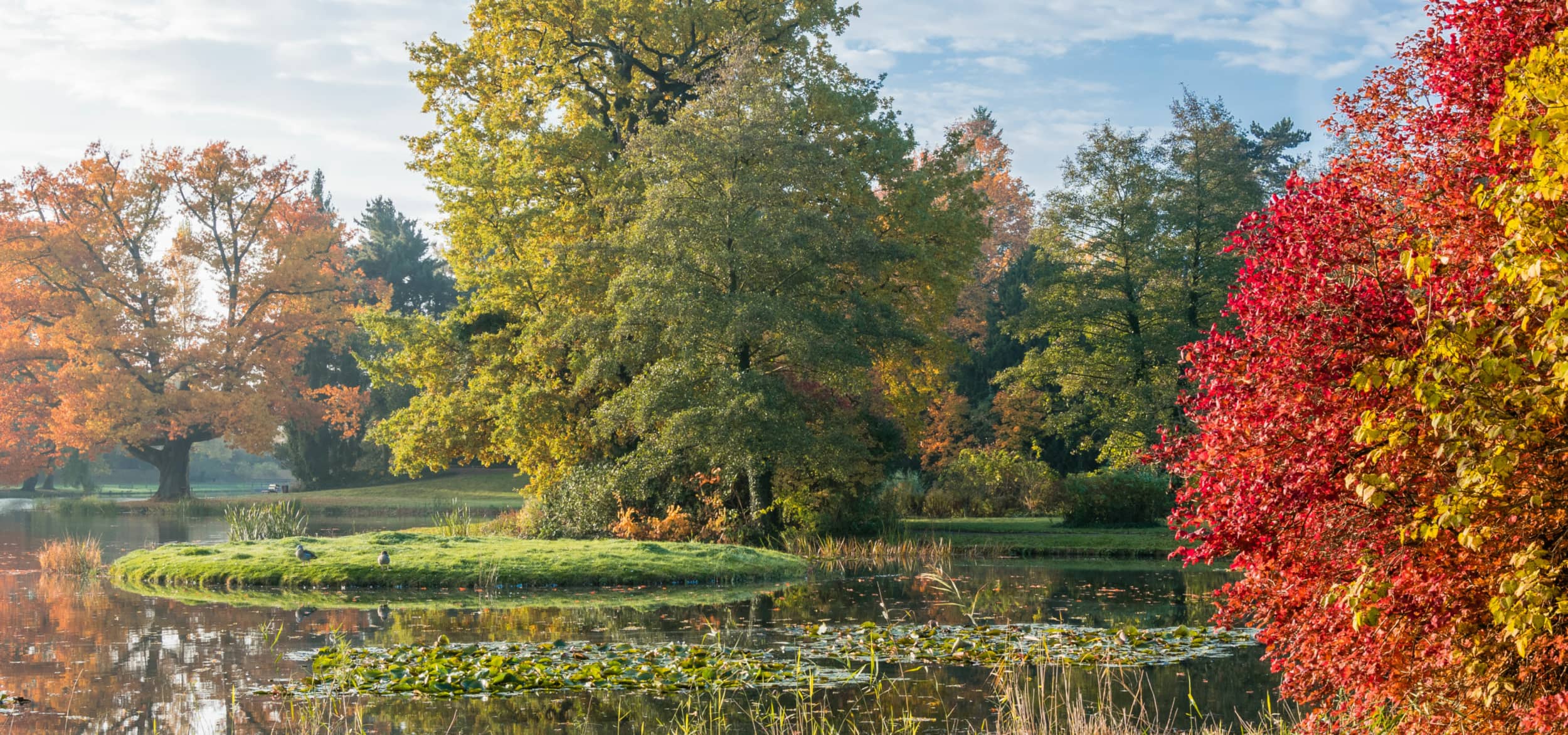 Aufnahme eines kleinen Sees im Gartenreich Dessau-Wörlitz, welcher von lauter Bäumen umgeben ist
