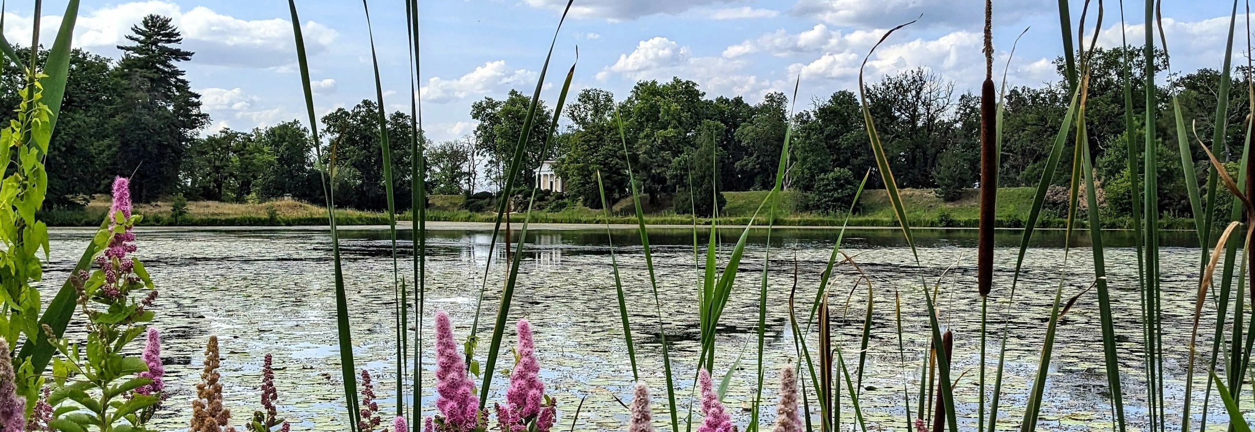 Close-up von blühendem Schilf vor einem See im Gartenreich Dessau-Wörlitz
