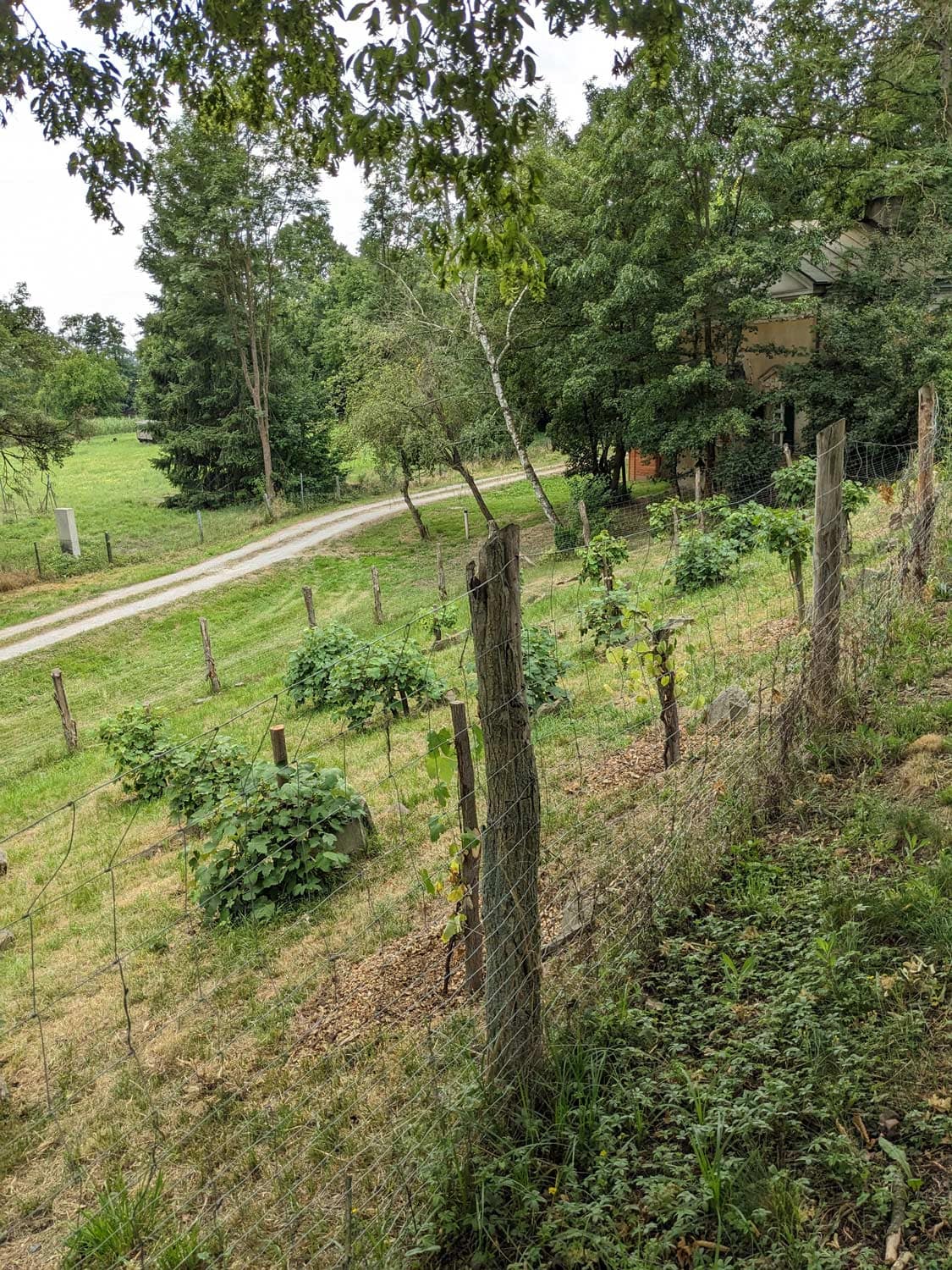 ein kleiner Weg im Grünen mitten im Gartenreich Dessau-Wörlitz